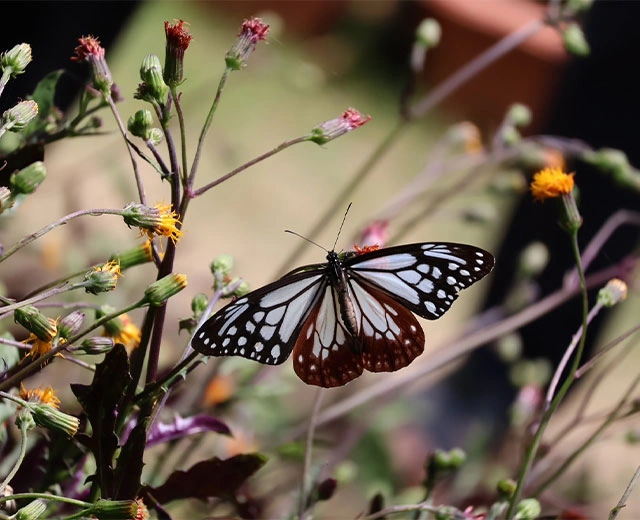 봄의 아사기마다라를 만끽