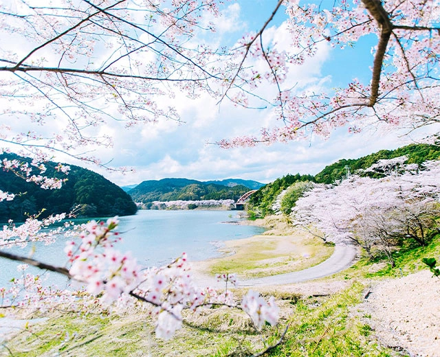 구시모토의 벚꽃구루