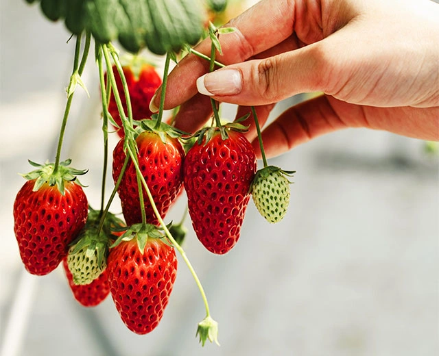 딸기 사냥 무제한