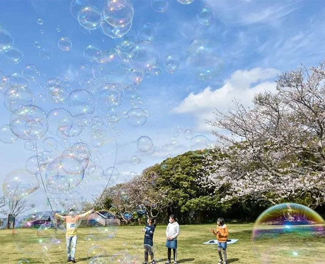 미나미보소에서 벚꽃 구경