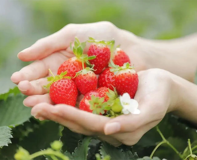 제철의 딸기 & 로컬 메뉴